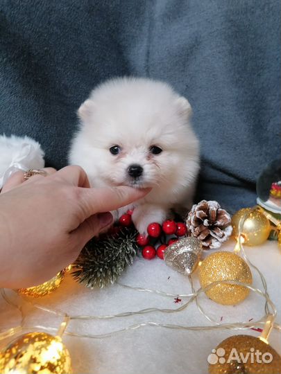 Померанский шпиц