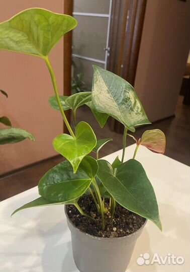 Комнатные цветы антуриум