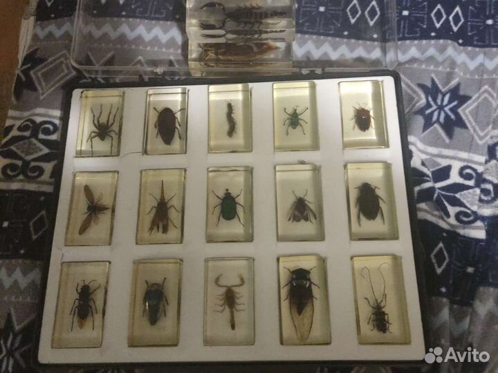 Насекомые в смоле настоящие