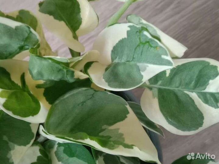 Эпипремнум Нджой