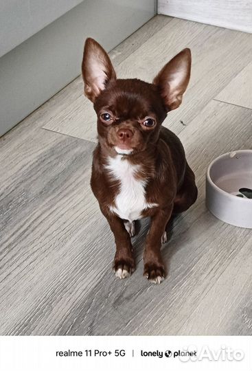Чихуахуа мини