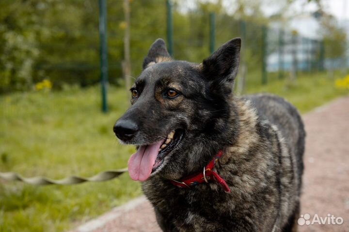 Прекрасная Агита ищет дом