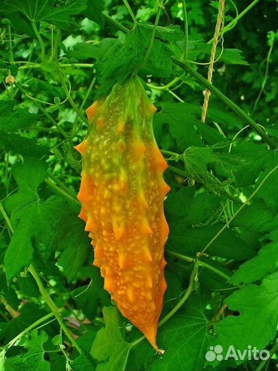 Мамордика рассада