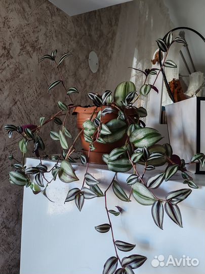 Комнатные цветы