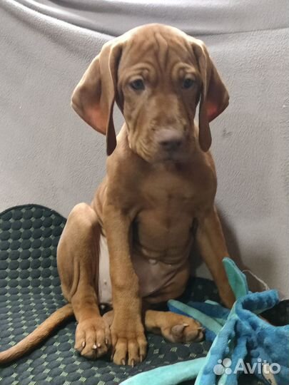 Венгерская выжла щенок