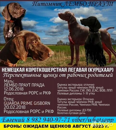 Щенки курцхаара