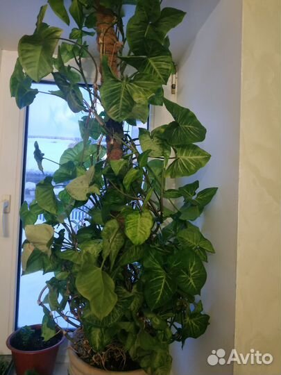 Сингониум Баттерфляй