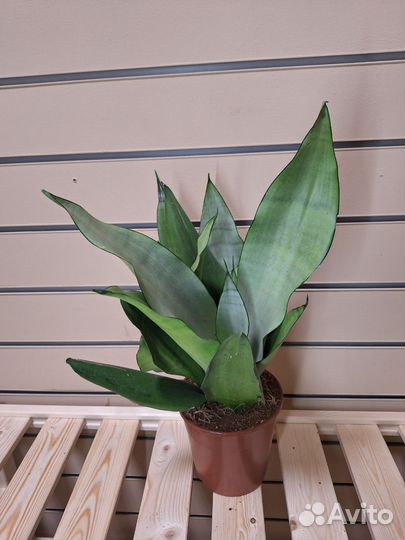 Сансевиерия