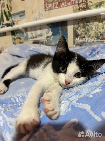 Котенок с добрейшим характером