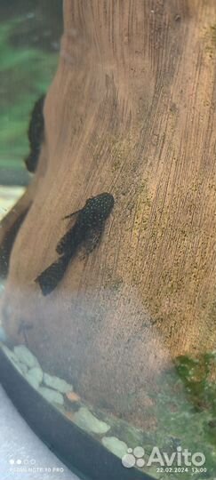 Мальки анциструса