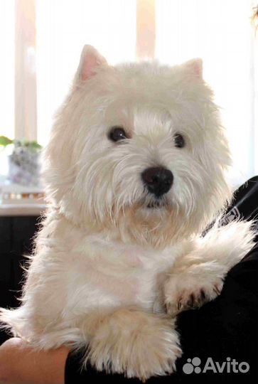 Вайт терьер вязка