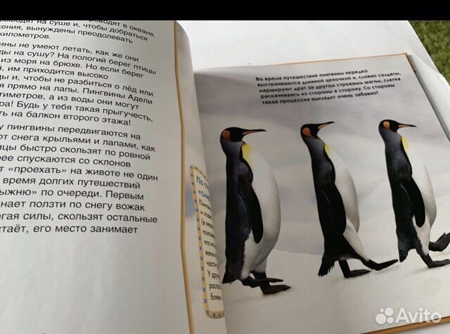 Арлингтон, Лэнгдон. Пингвины. 2008