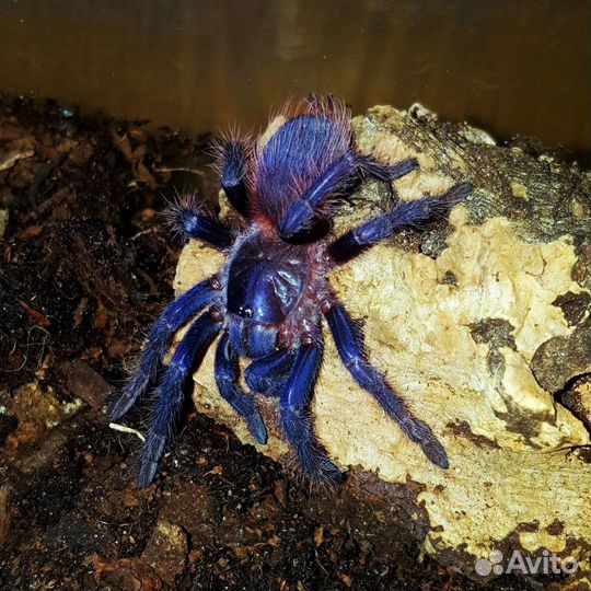 Паук-птицеед