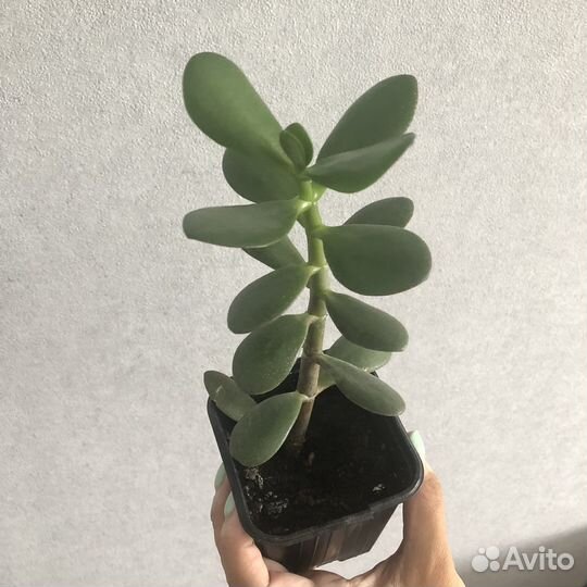 Толстянка/денежное дерево