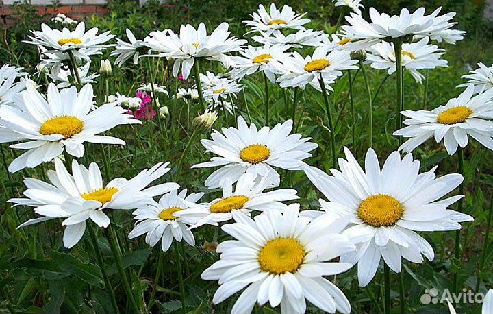 Ромашка крупная (Нивяник)