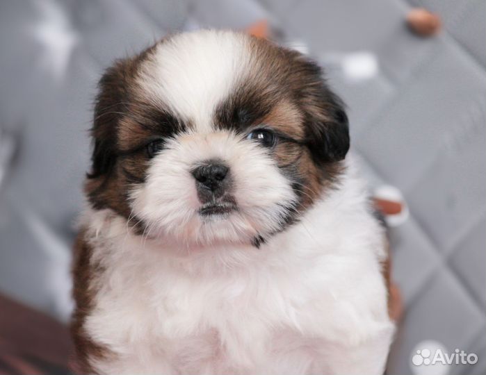 Щенки ши-тцу мальчики