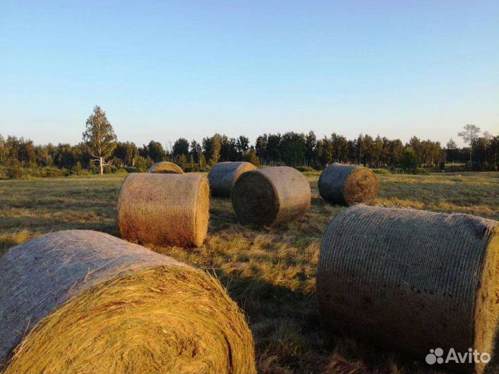 Сено в рулонах 120/120*250 кг