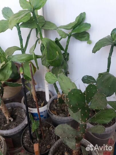 Кактусы цветы растения