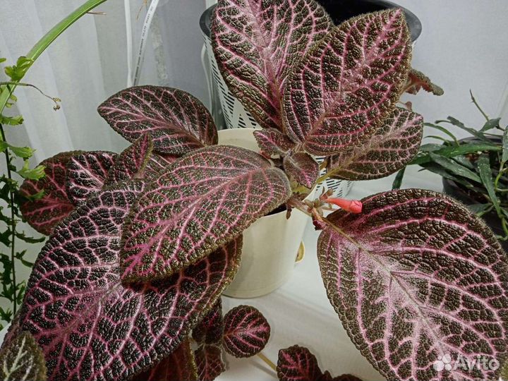 Эписции 8 сортов