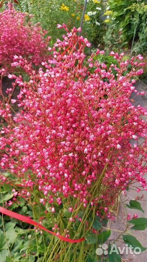 Гехера многолетнее растение