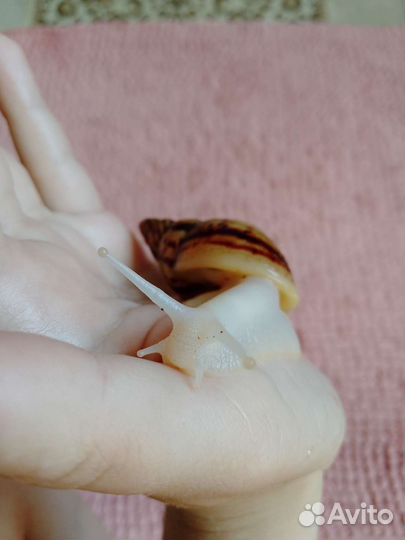 Улитка ахатина альбино