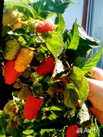 Малина ремонтантная