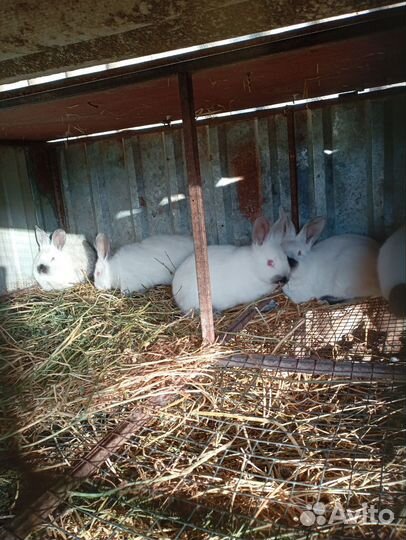 Калифорнийские кролики