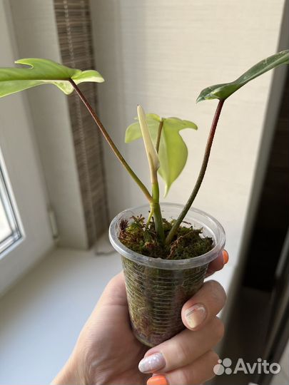 Филодендроны