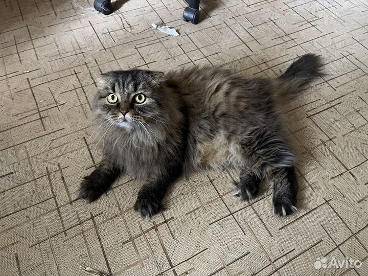 Отдам кота в добрые руки