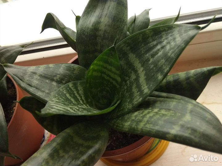 Сансевиерия