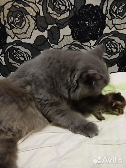 Кошка