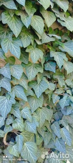 Предлагаю лаванду, чабрец, розмарин