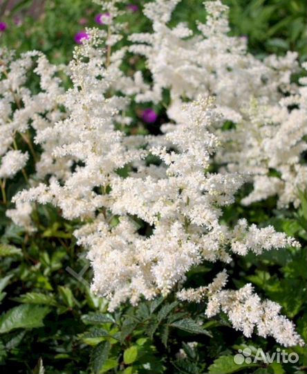 Астильба Гладстон