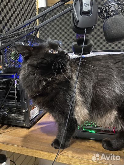 Котик ищет кошечку