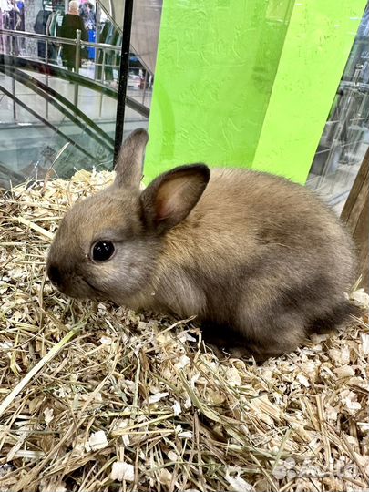 Декоративные кролики