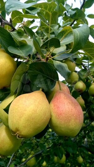 Участок 6 сот. (ИЖС)