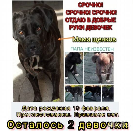 Щенки в добрые руки