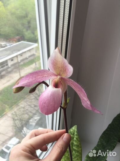 Орхидея paphiopedilum chamberlainianum x delenatii