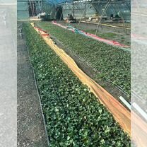 Агробизнес в Казахстане, Московский