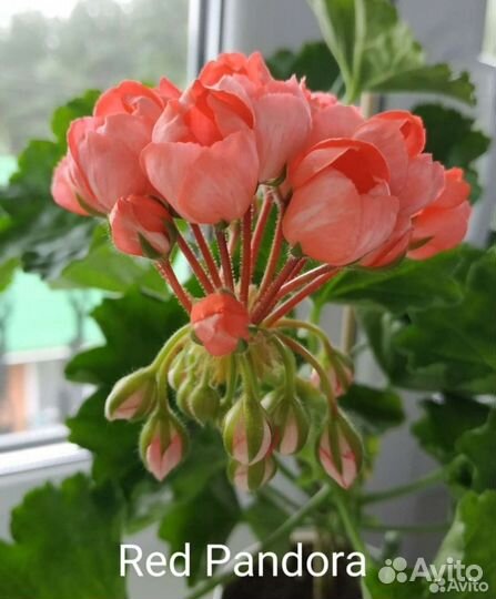 Пеларгония герань сортовая Red Pandora