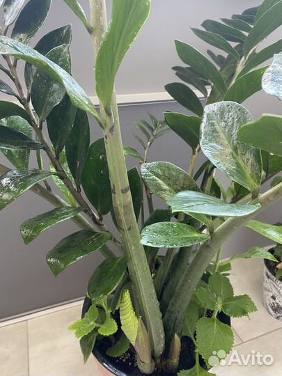 Замиокулькас 164 см