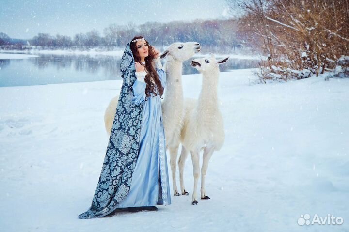 Заказ лошадей