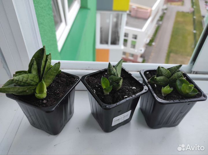 Сансевиерия сортовая