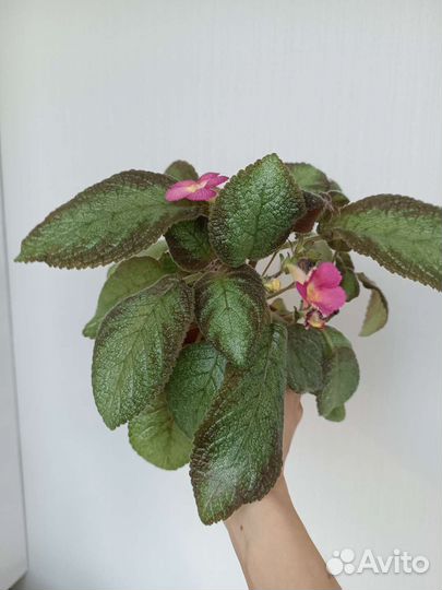 Эписция розовая, цветет