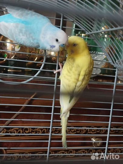 Волнистый попугай пара