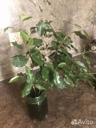Фикус бенджамина
