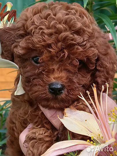 Той-пудель мини мальчик