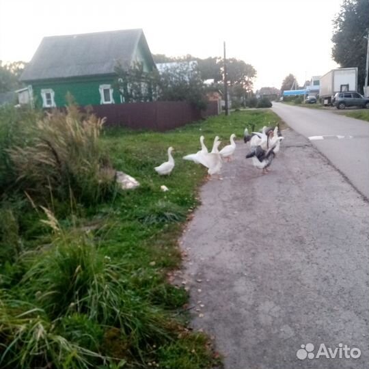 Гусь семья
