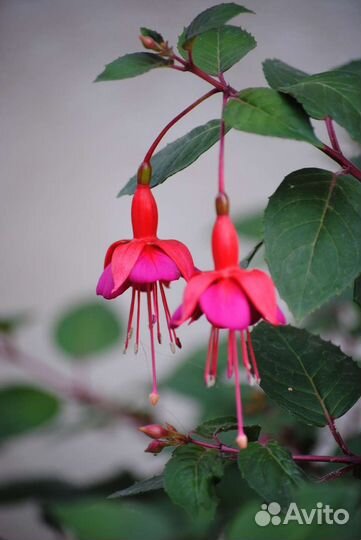 Фуксия. Сорт Маринка