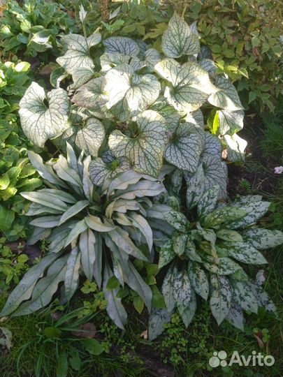 Медуницы и бруннера